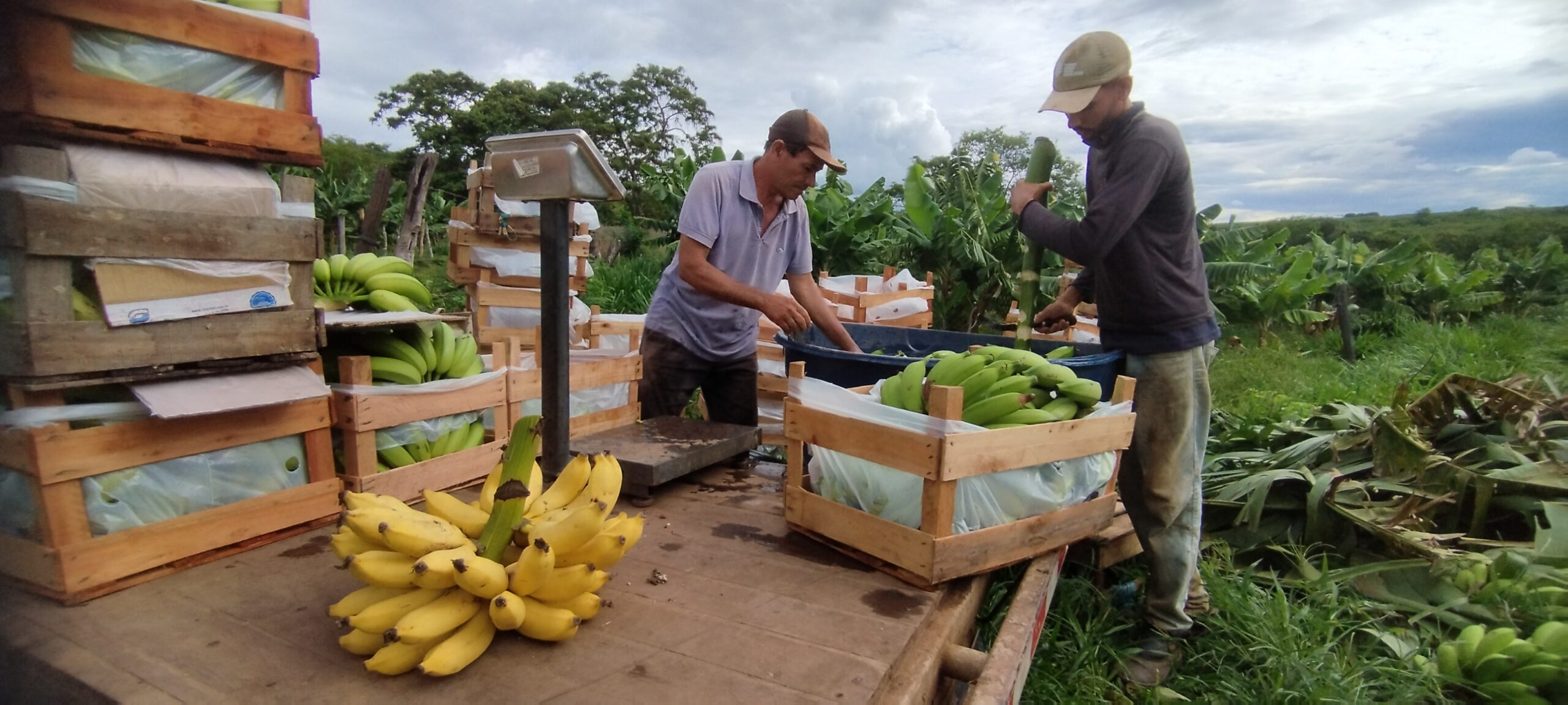 Produção de bananas no município de Taiobeiras