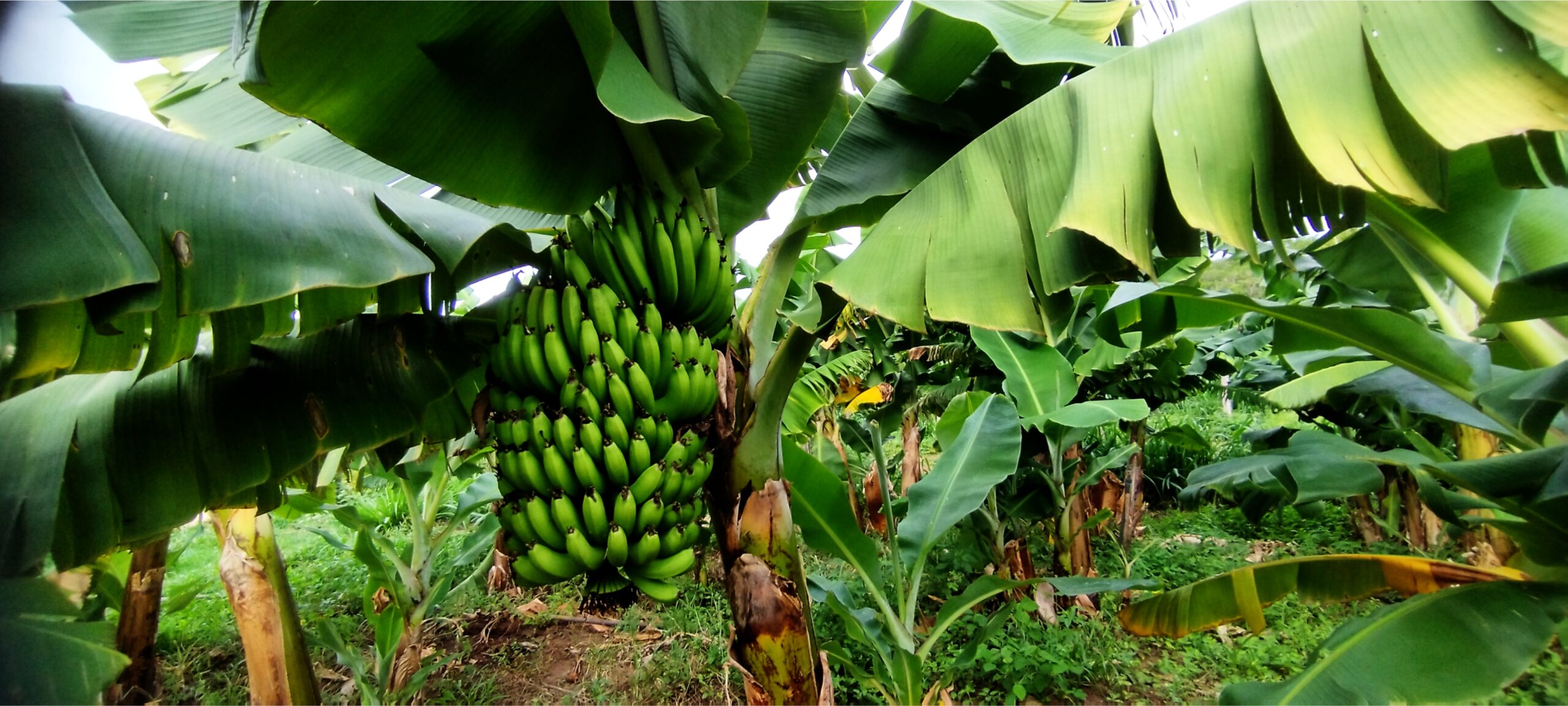 
Mas a que custo? E em nome de quem?
Não é segredo que a fruticultura brasileira já enfrenta uma batalha desigual: altos custos de produção, infraestrutura precária, falta de apoio logístico e a eterna desvalorização do produto no mercado interno.