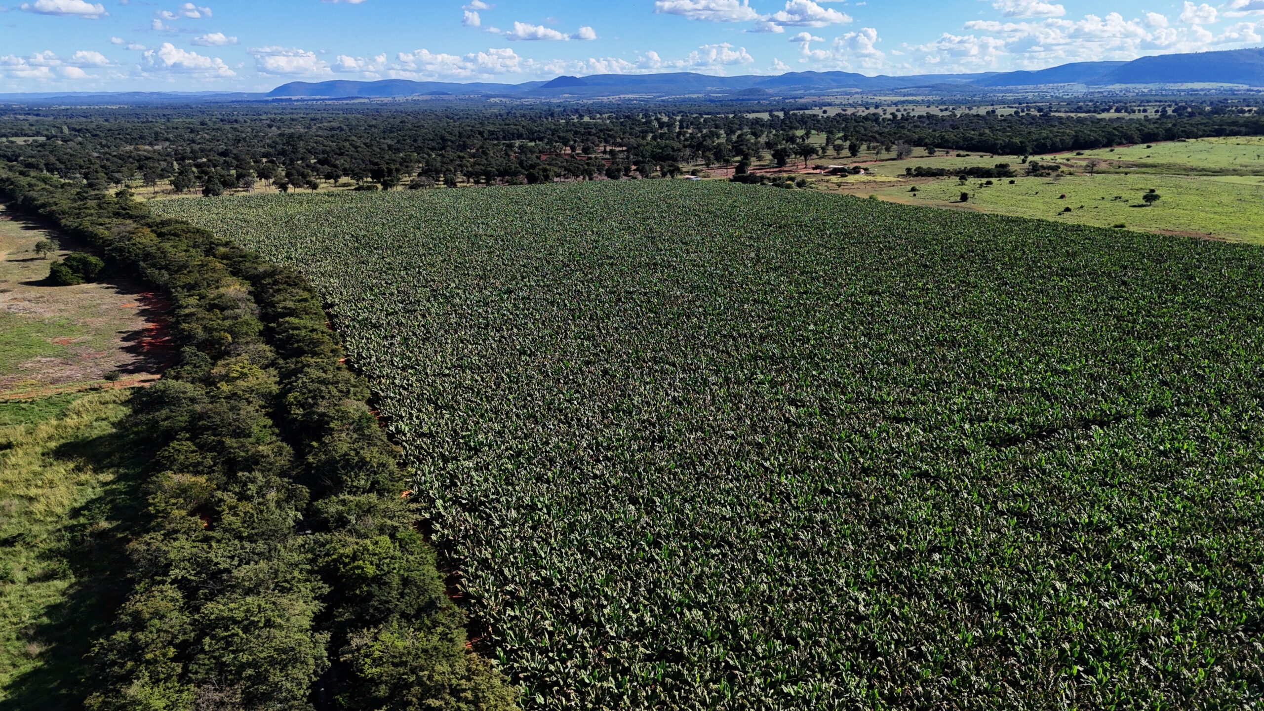 Agora, somem-se a isso as toneladas de banana equatoriana entrando livremente em nosso território, competindo de forma desleal com o suor do nosso povo.