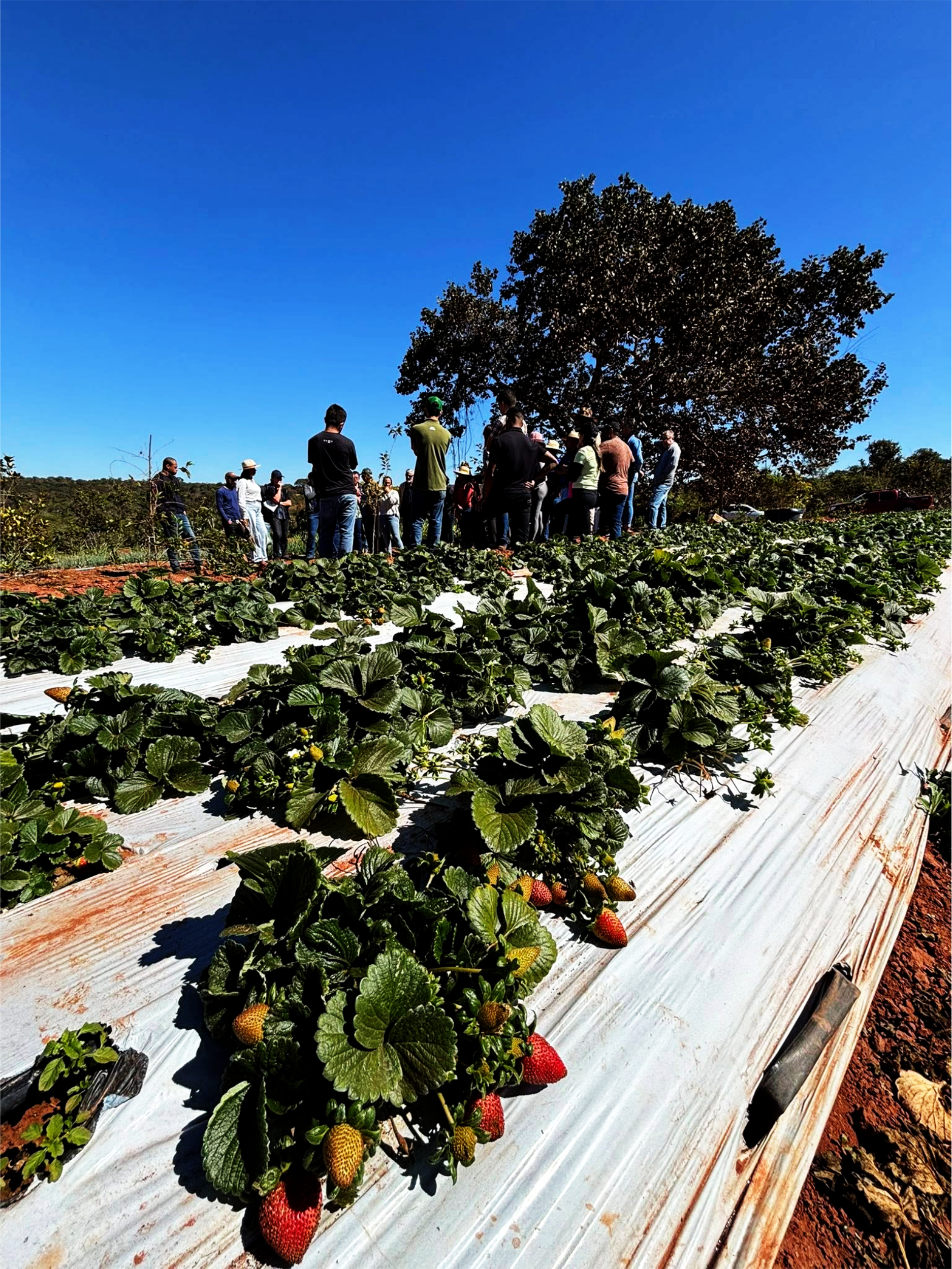 Mais do que plantar frutas, o que estamos tentando cultivar é futuro. Emprego, renda, autoestima e esperança. Porque o sertanejo sabe esperar, sabe lutar — só precisa de oportunidade.