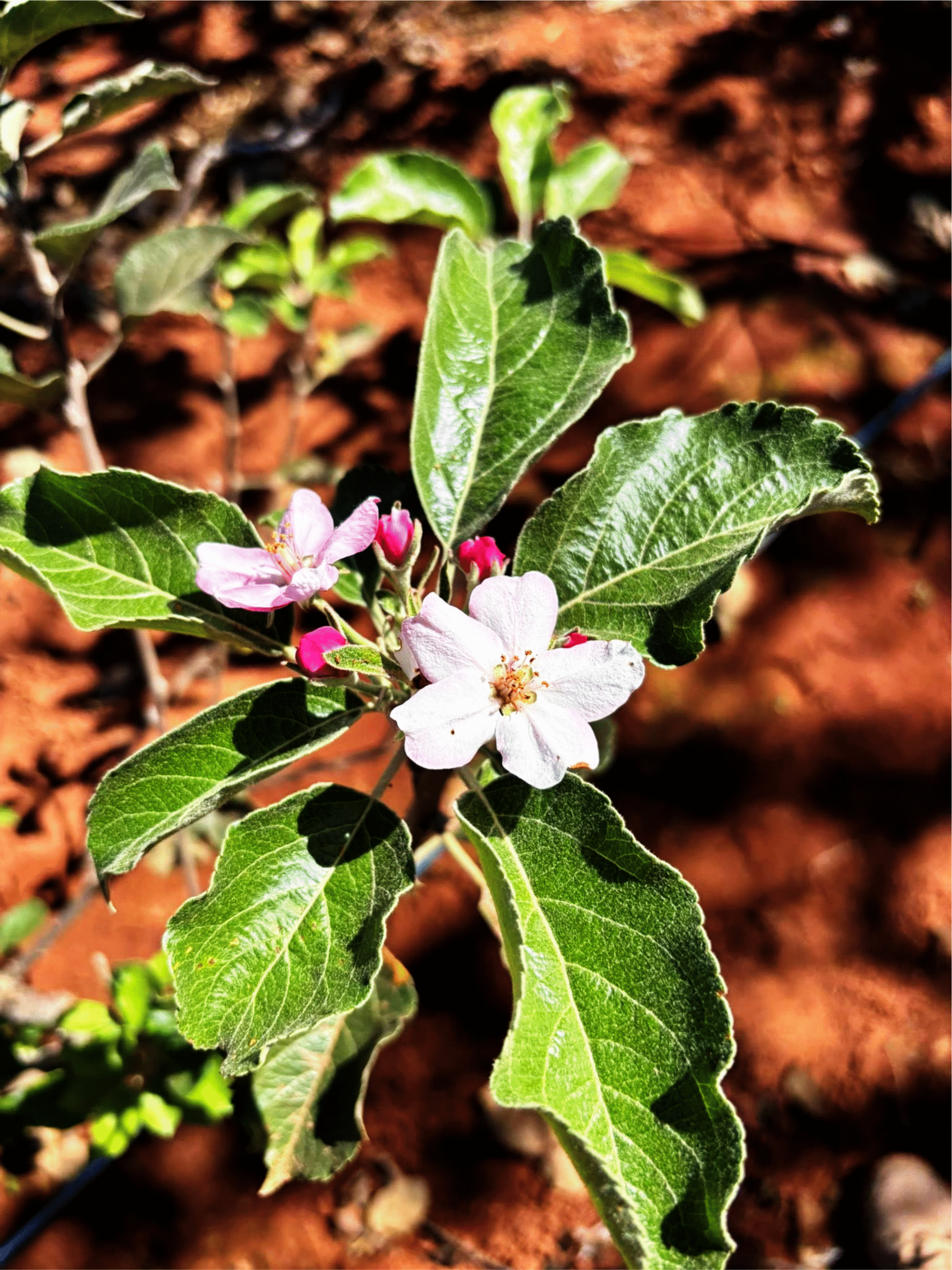 Frutas que, até pouco tempo, pareciam incompatíveis com o nosso chão seco, mas que, com tecnologia, assistência técnica e vontade política, já começam a brotar com vigor.