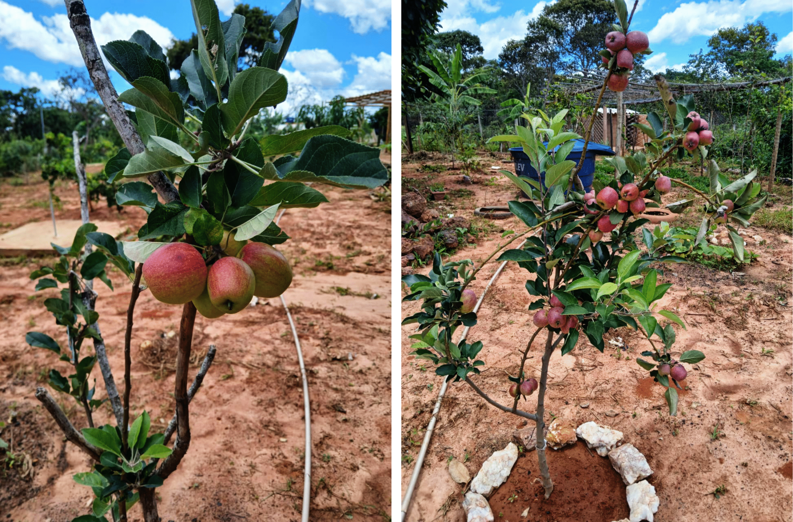 Durante a visita, acompanhamos um dia de campo com produtores locais, que receberam orientações técnicas do próprio Jorge Molon.