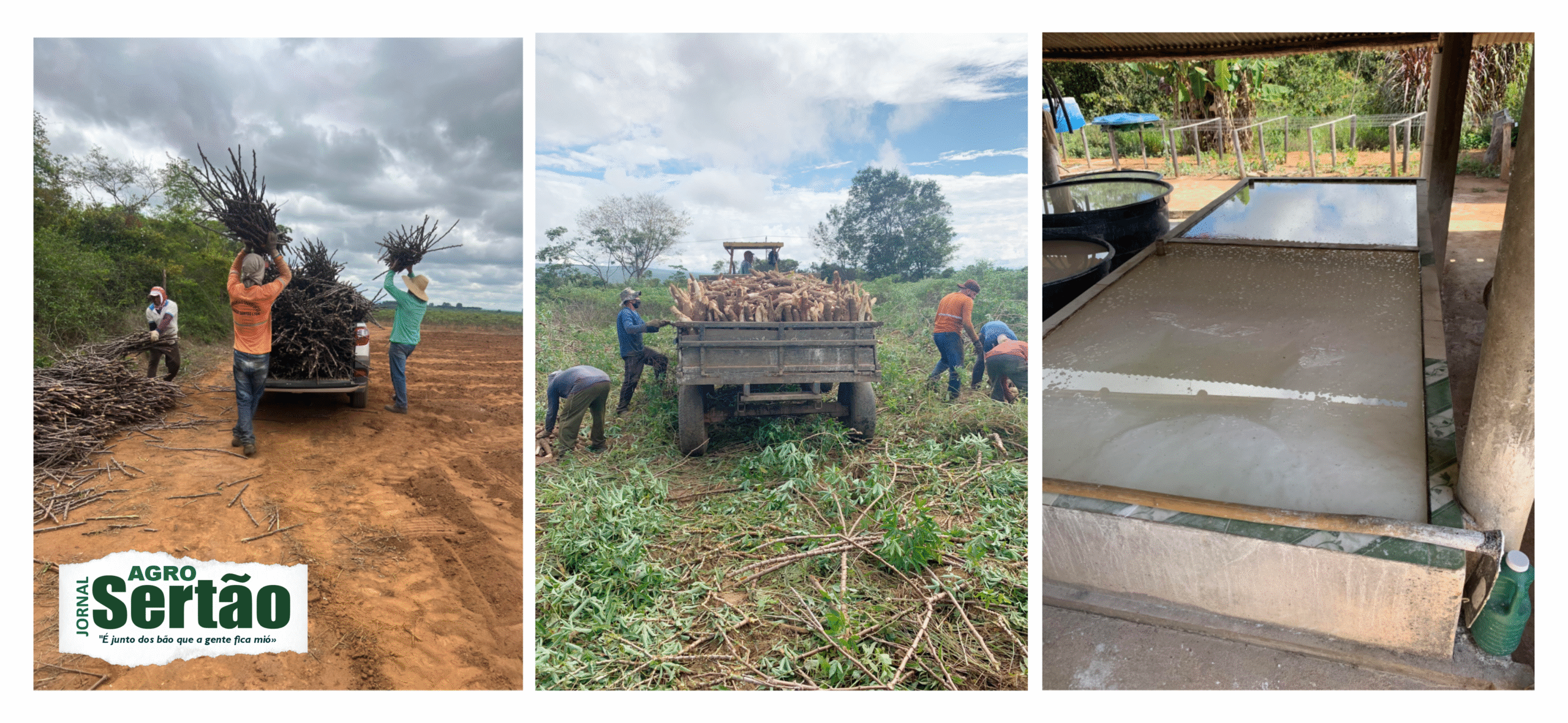 Acompanhei de perto o árduo trabalho desses homens e mulheres que, com mãos calejadas e dedicação diária, fazem a terra produzir uma variedade incrível de cultivos. 