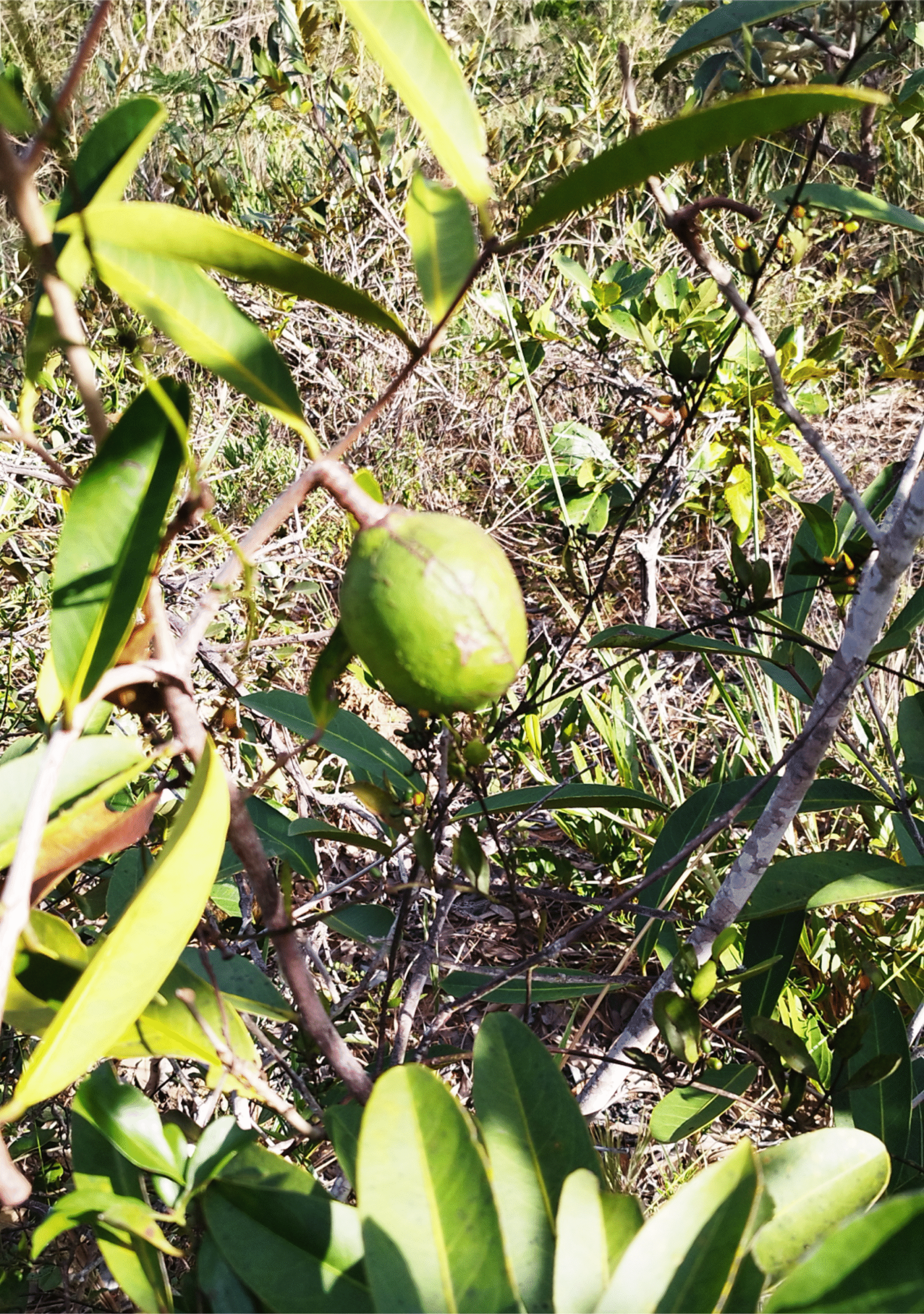 Presente do Pará a São Paulo, atravessando Goiás, Bahia, Minas e até o Paraguai, essa planta cresce em moitas de até 1,5 metro de altura. Suas flores pequenas, brancas e amareladas escondem segredos de cura.