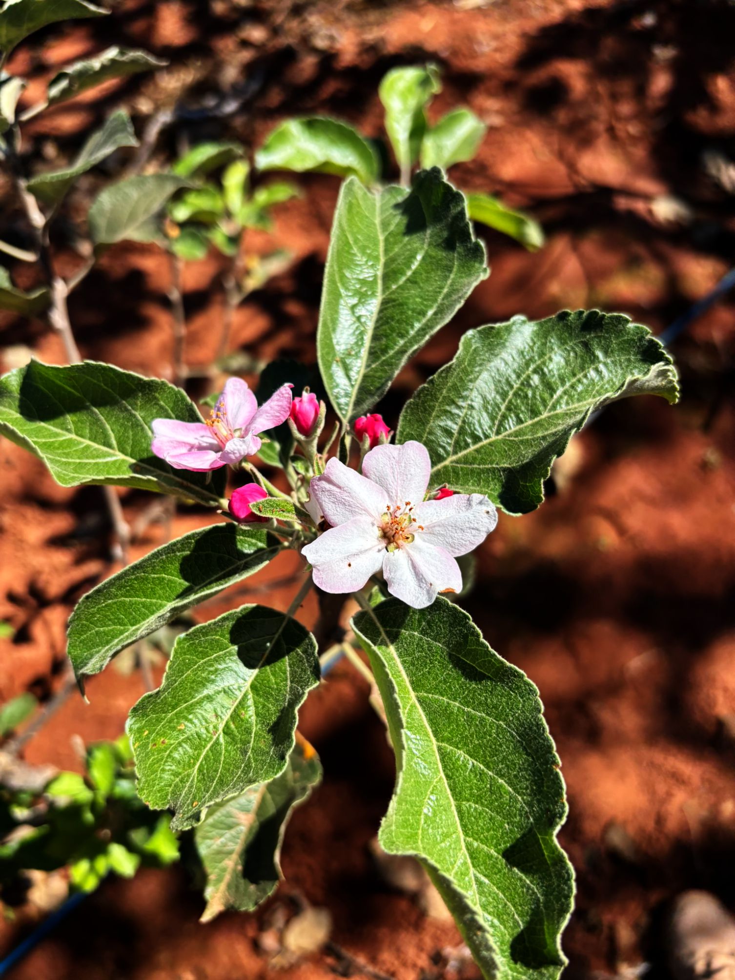 A experiência ainda é pioneira, mas pode transformar a economia rural da região. O mercado local de maçãs é grande, já que a fruta chega encarecida do Sul e do Sudeste. Produzir perto do consumidor significa mais frescor, menor custo e novas oportunidades de renda.
