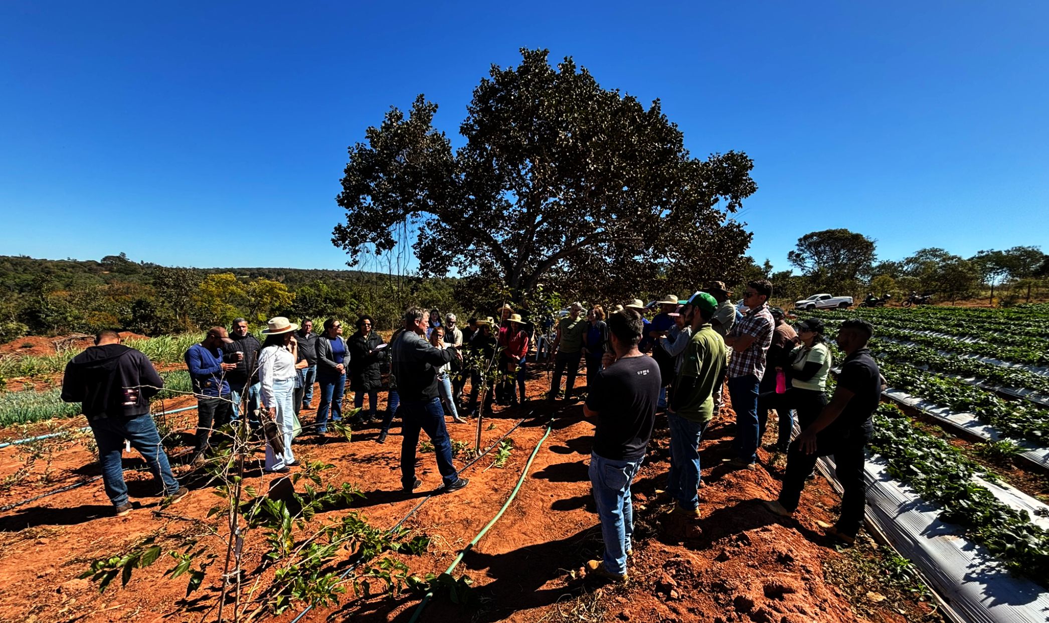 O pioneiro no sertão
Molon chegou ao norte de Minas trazendo na bagagem a experiência agrícola do Sul e a ousadia de acreditar que a maçã poderia florescer em terras secas e quentes. 