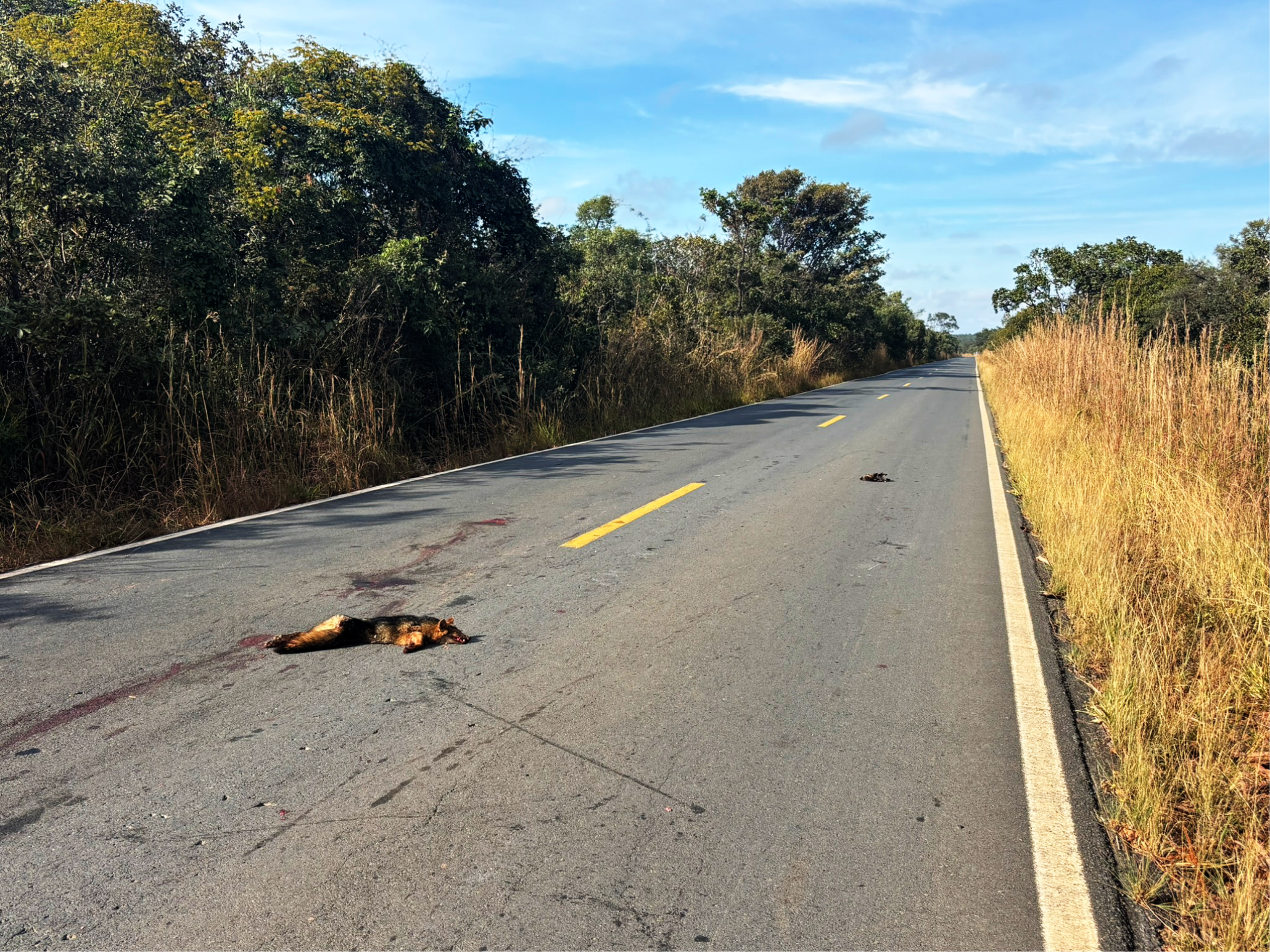 Mas antes mesmo de chegar ao meu destino, deparei-me com uma cena que trouxe um sentimento de tristeza e reflexão. No meio da rodovia, jazia o corpo de uma raposa que provavelmente havia sido atropelada poucos instantes antes. Um animal belo, símbolo da fauna do nosso cerrado, que teve sua trajetória interrompida em meio ao asfalto.