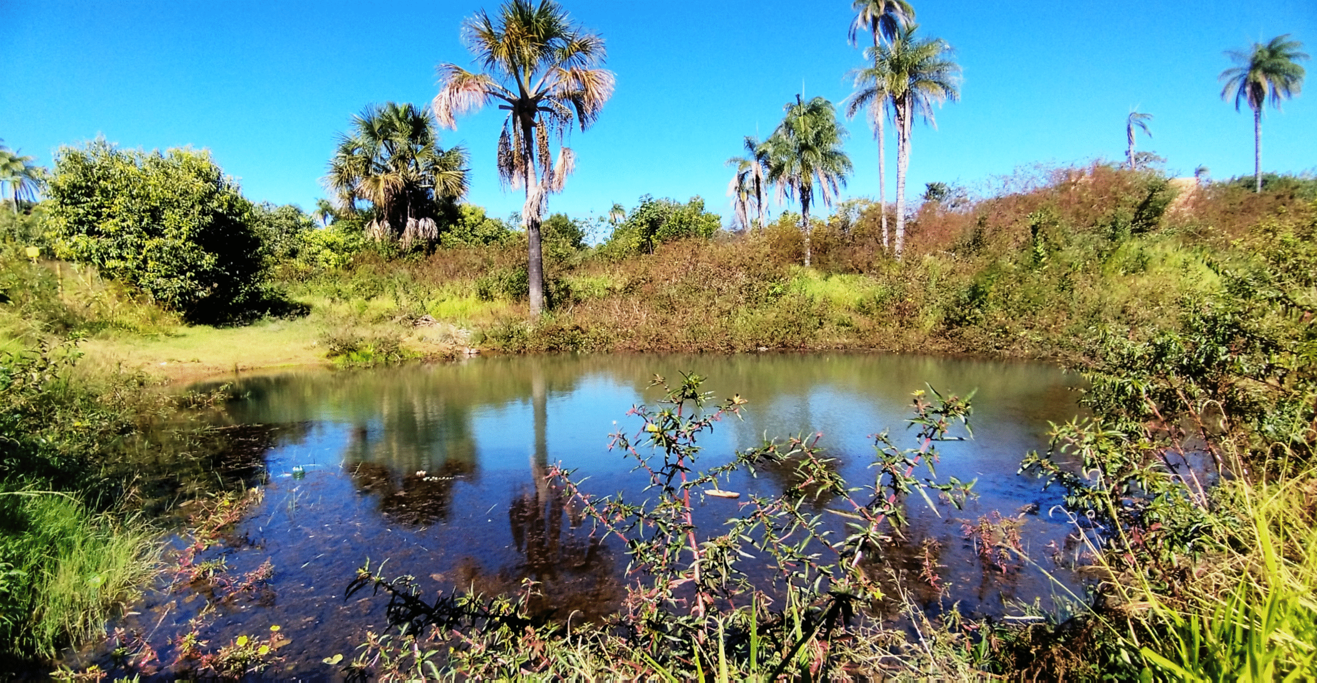 Vereda é um tipo de formação vegetal do cerrado com características bem marcantes.
