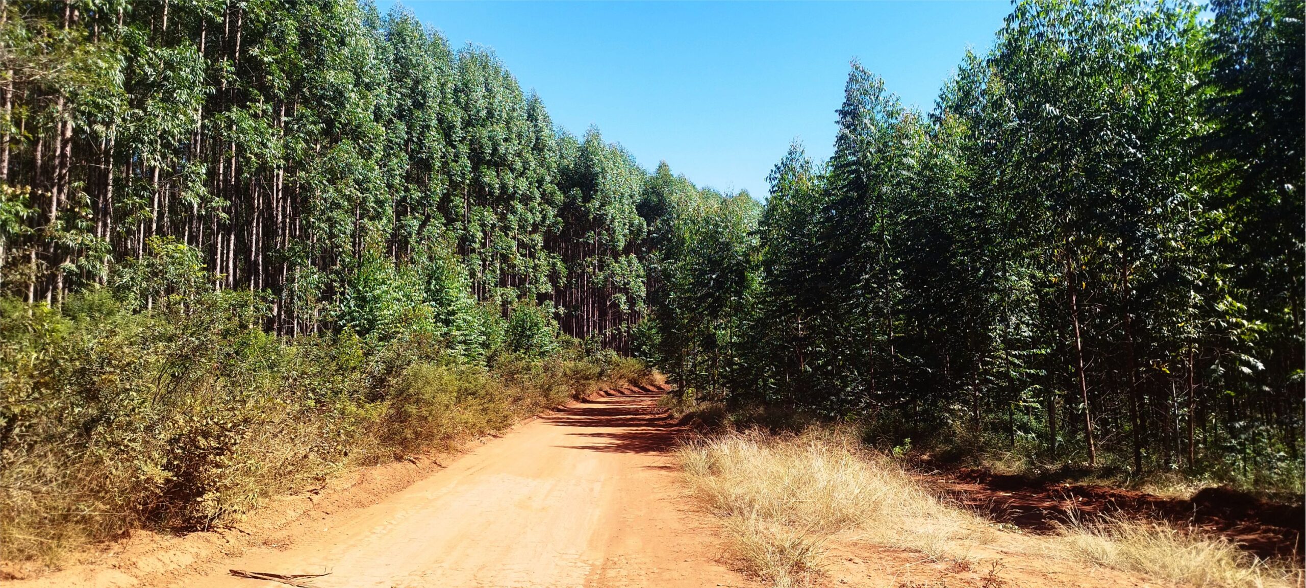 Minas Gerais, guardiã da maior área de florestas plantadas do Brasil, será a protagonista deste levantamento. E é no Norte do Estado, em meio a serras e chapadões, que a silvicultura se revela em toda a sua potência: o eucalipto, bem adaptado ao relevo e à mecanização, cobre vastidões que, vistas do alto, parecem oceanos verdes a perder de vista.
