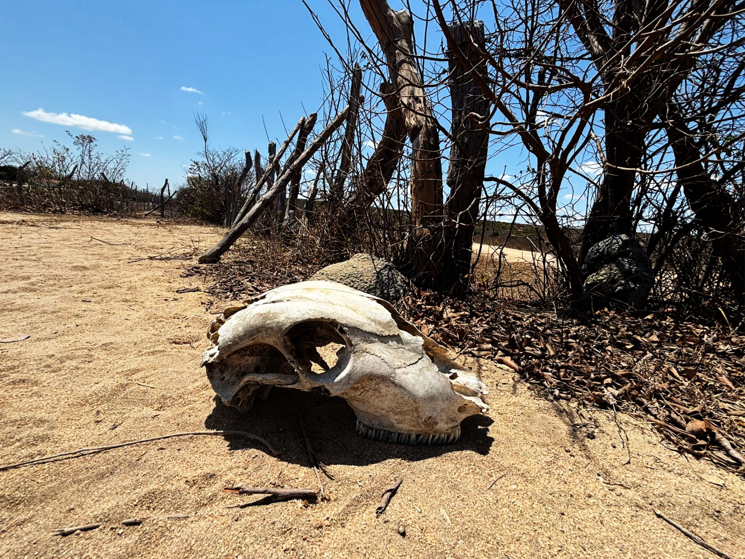 Essa semana, minhas andanças pelo sertão mineiro me levaram novamente pelas estradas poeirentas que ligam São Francisco à Chapada Gaúcha, coração do nosso Norte de Minas. O cenário, por vezes, parecia de um sertão ferido: as matas secas do cerrado em chamas, o ar denso tomado por fumaça, e o céu tingido de um vermelho triste, como se o próprio sol chorasse a perda da vida que a estiagem castiga há meses.