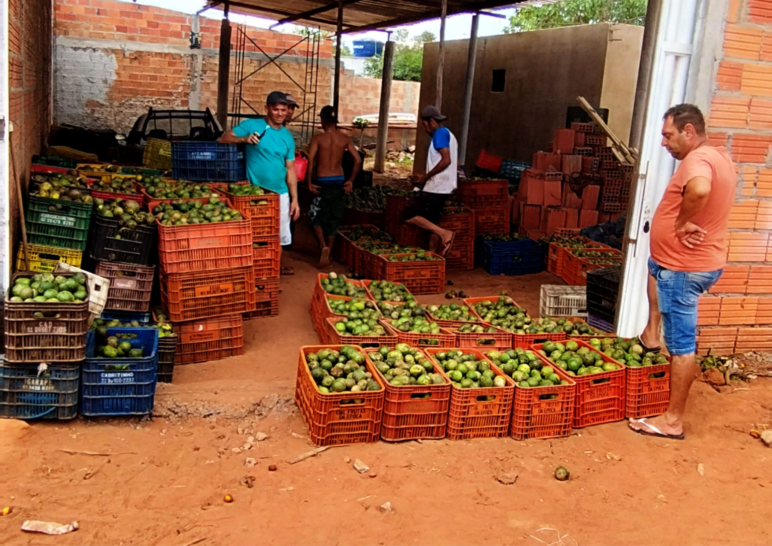 A fruticultura brasileira, especialmente voltada à exportação, enfrenta um inimigo silencioso e persistente: a mosca-das-frutas. Esse pequeno inseto, que ataca diversas espécies frutíferas, tem se tornado uma das principais barreiras fitossanitárias à comercialização internacional de frutas “in natura”, devido às severas restrições quarentenárias impostas pelos mercados importadores.